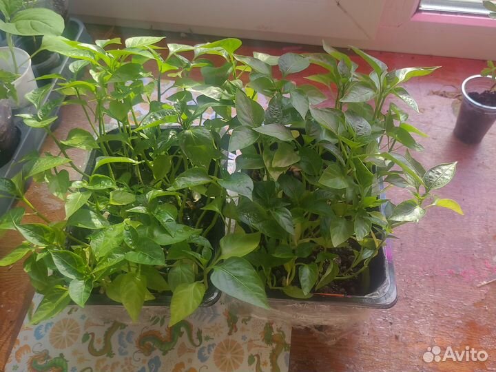 Рассада перца