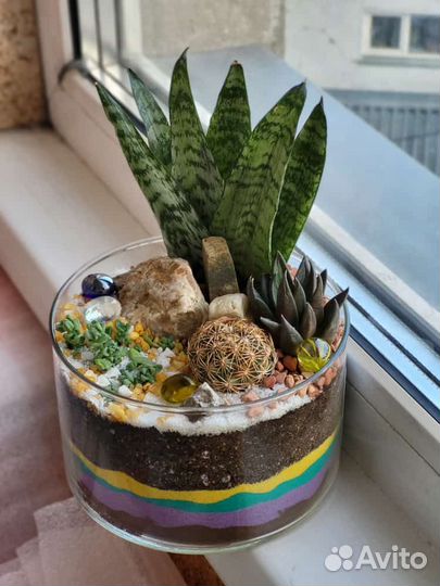 Живые растения, композиция с кактусами