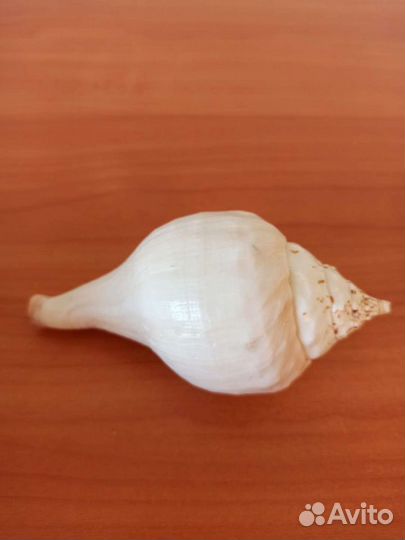 Морская раковина