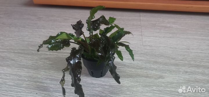 Растения для аквариума