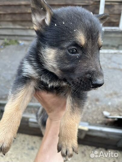 Собака в добрые руки отдам бесплатно