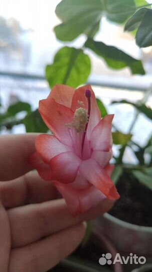 Декабрист/шлюмбергера/зигокактус