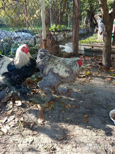 Петух брама