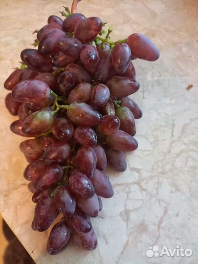 Саженцы винограда