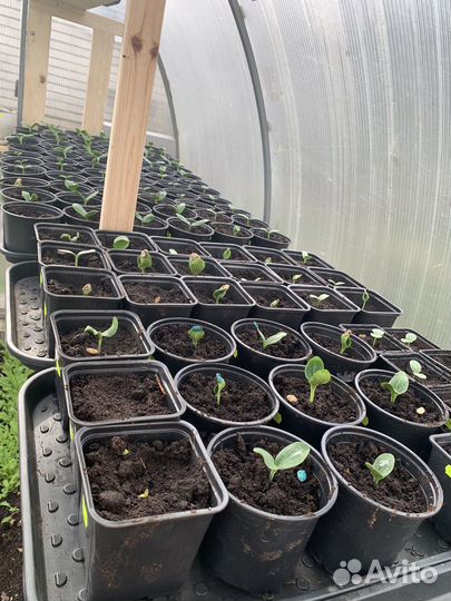 Рассада овощей