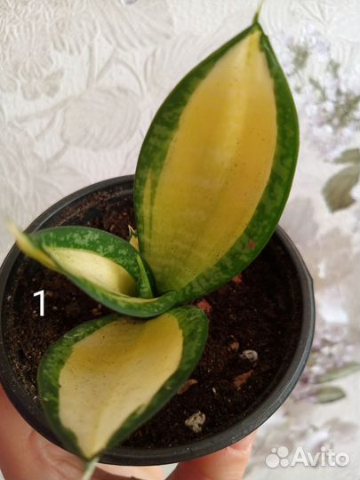 Сансевиерия солид голд