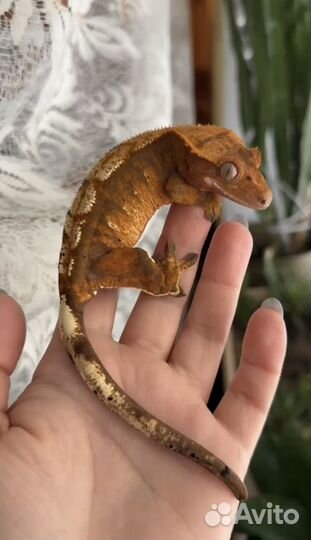 Реснитчатый бананоед самки