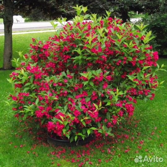 Декоративные деревья и кустарники