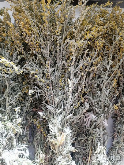 Царица полынь