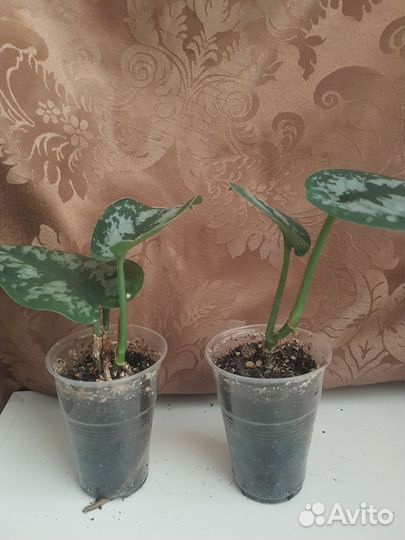 Сциндапсус эпипремнум