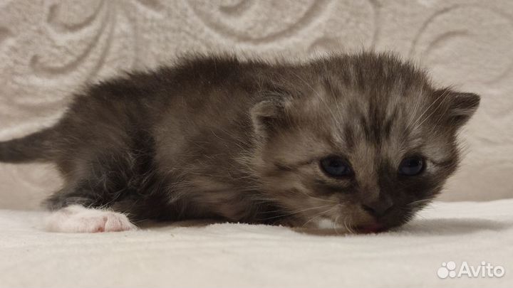Котята метисы британские