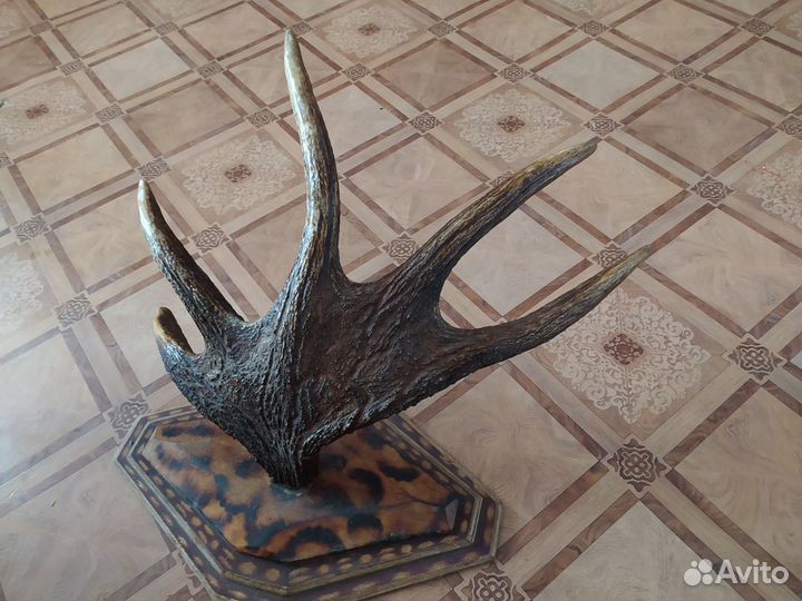 Продам Рога лося