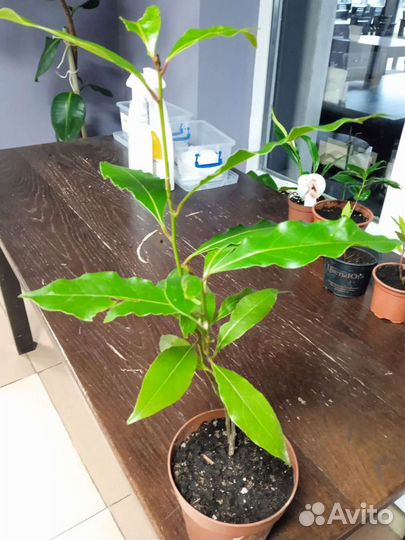Спатифиллум mini, кофейной дер, лавр, фикус пумила