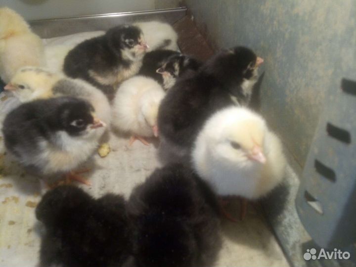 Цыплята, яйцо