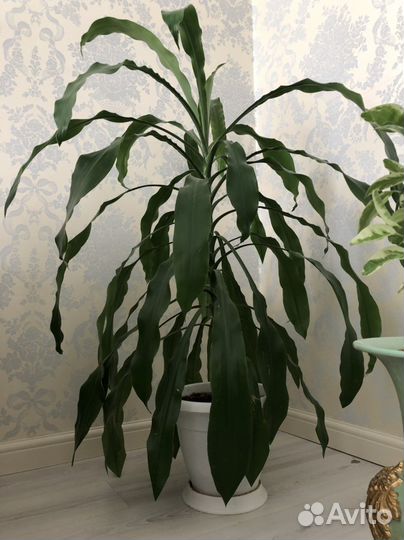 Комнатные растения