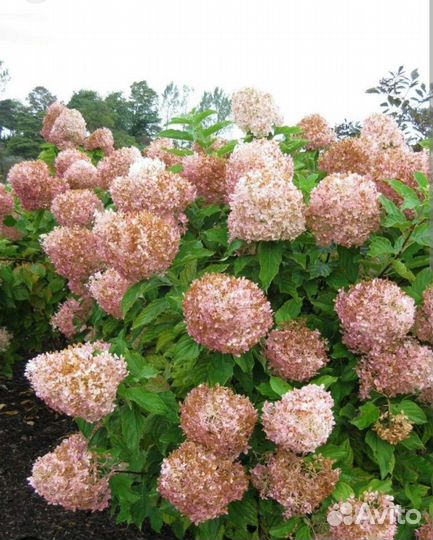Гортензия метельчатая Фантом