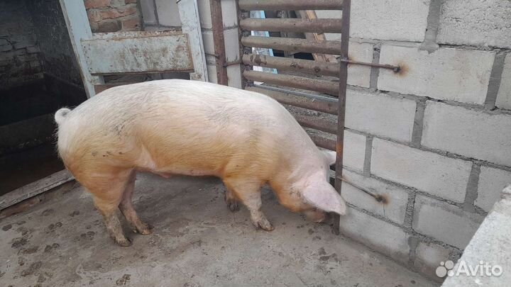 Услуги хряка