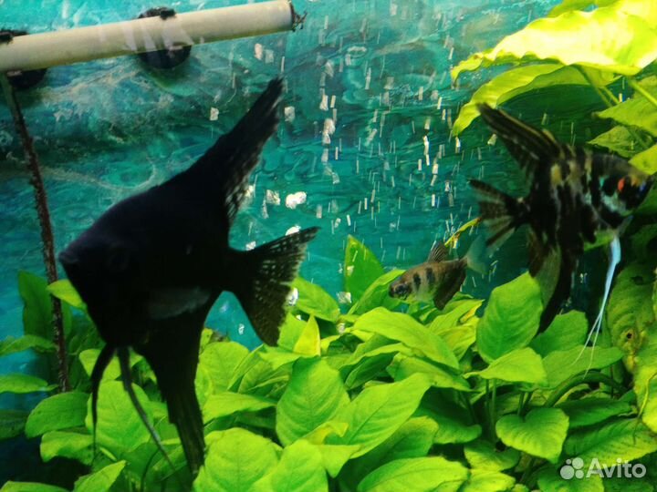 Аквариумные рыбки,растения,корма