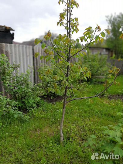 Молодые саженцы ореха