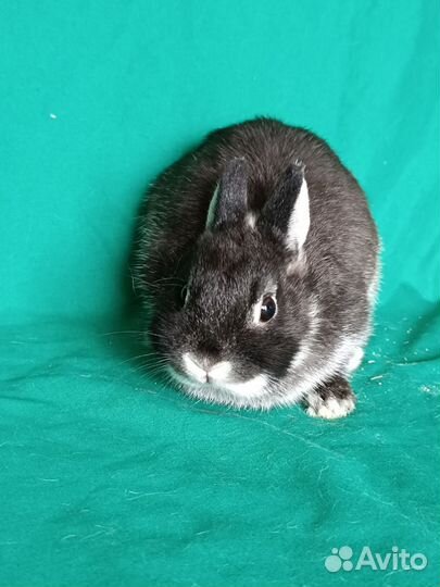 Нидерландский кролик