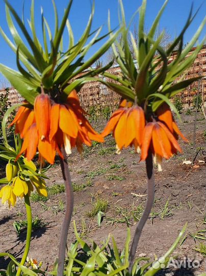 Рябчик императорский 