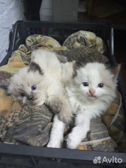 Кошки и щенок в добрые руки бесплатно