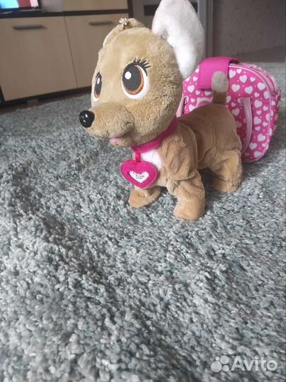 Собака chi chi love