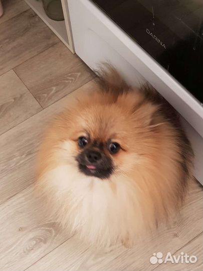 Мини шпиц вязка