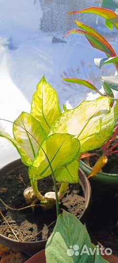 Диффенбахия, драцена, юкка