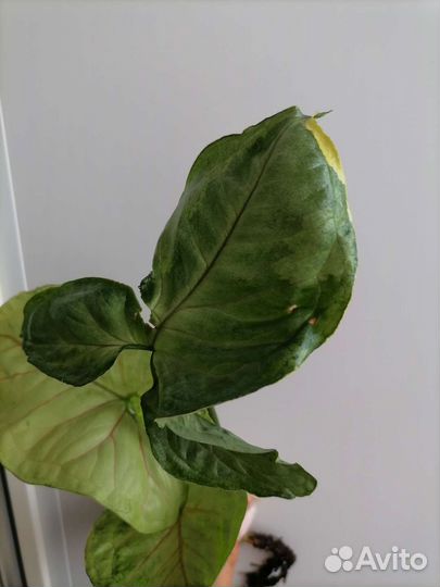 Сингониум орм тонг вариегатный