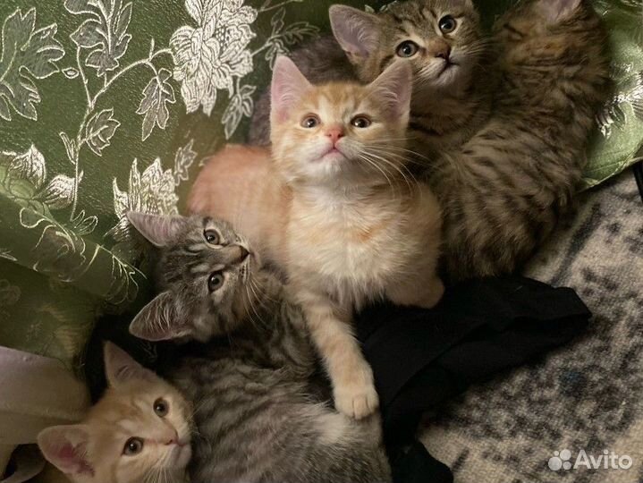 Домашние животные котята