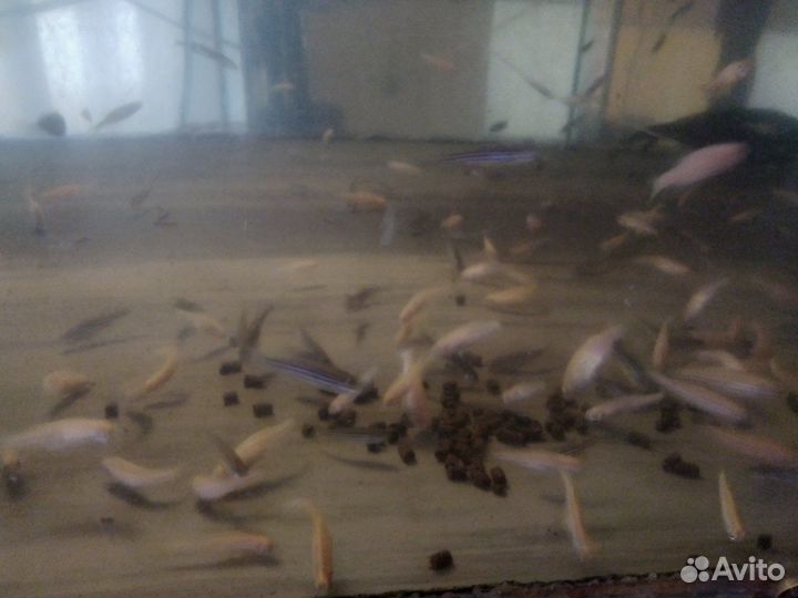 Корм протеиновый для аквариумных рыбок