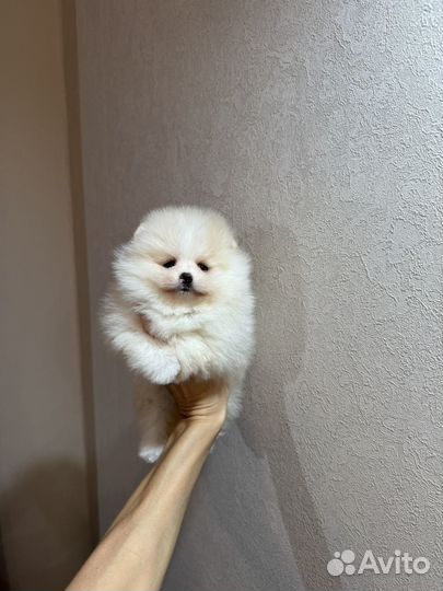 Шикарный micro мальчик