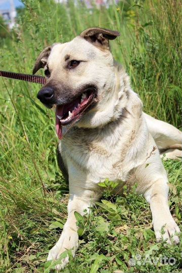 Собака Фета