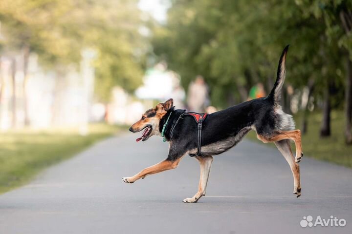 Собака-инвалид в добрые руки