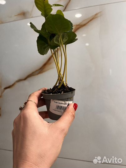 Кофе арабика