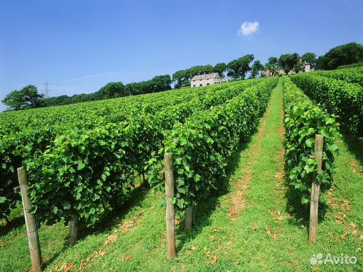 Экскурсия — Тбилиси — Кахетия — сокровищница грузи