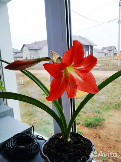 Гиппеаструм