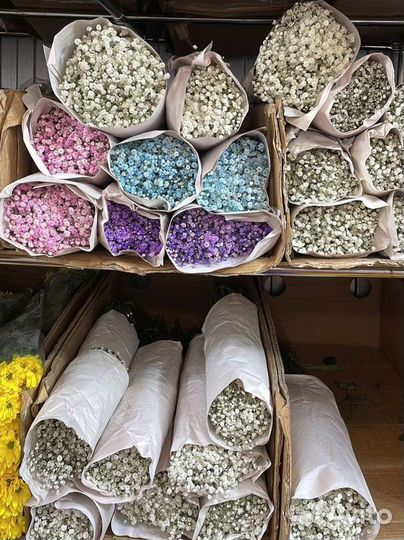 Гипсофила опт