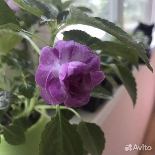 Бальзамин махровый