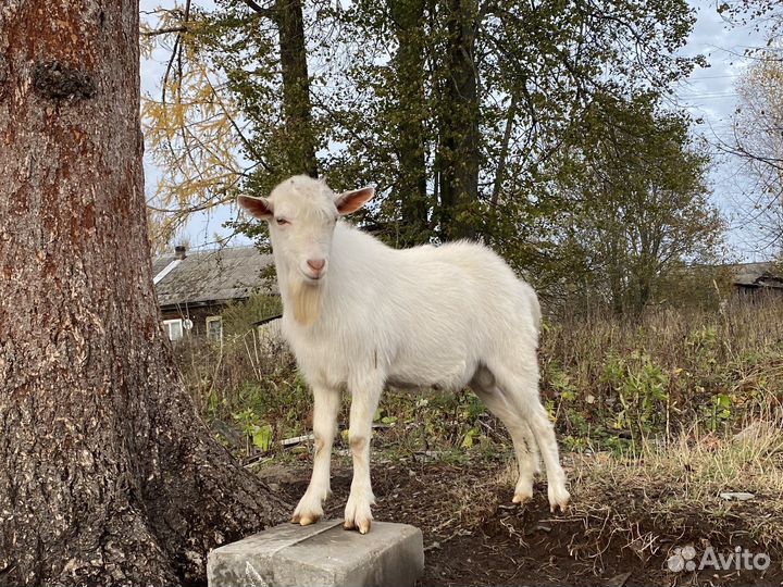 Козел зааненский