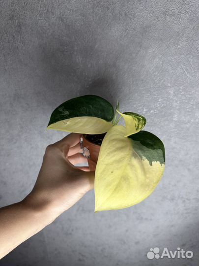 Сциндапсус жаде сатин вариегатный