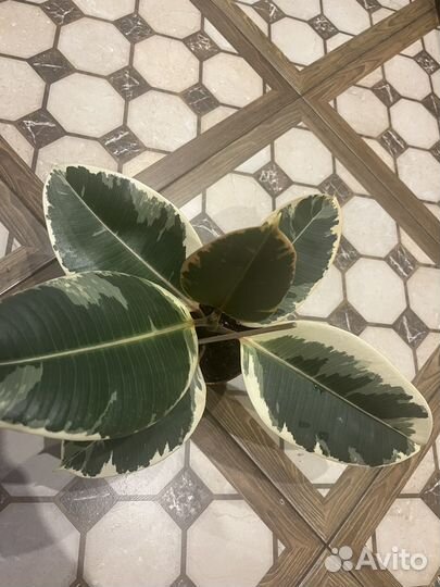 Фикус эластика тинеке