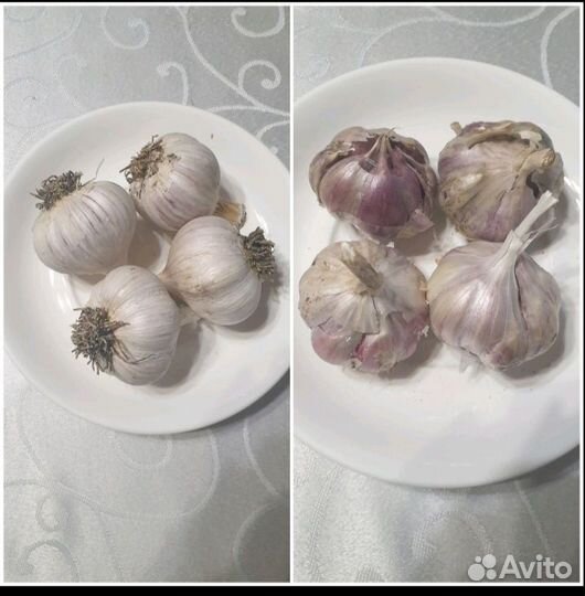 Продаю чеснок озимый