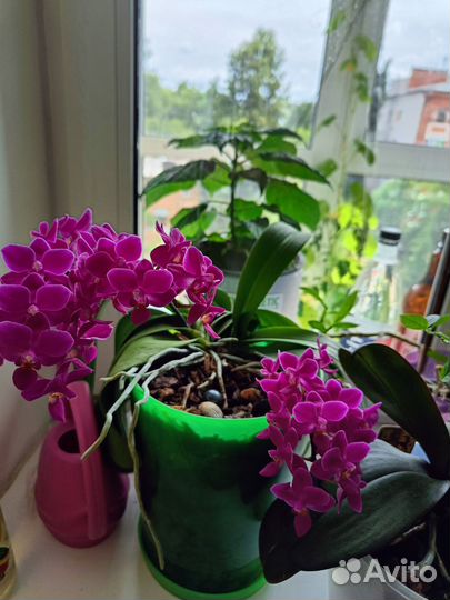 Орхидея фаленопсис мини
