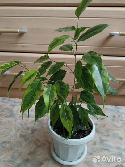 Фикус бенджамина