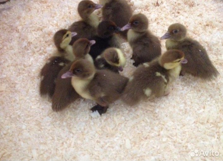 Цыплята суточные,утята,гусята,подросшие цыплята