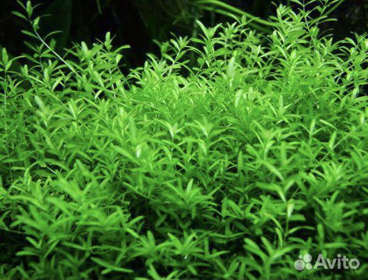 Неприхотливое растение Хемиантус микрантемоидес