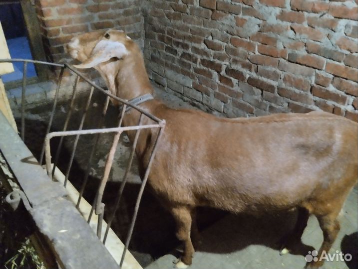 Англо нубийские козы