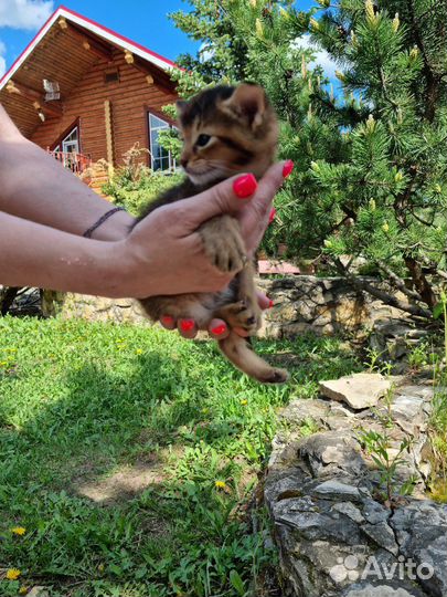 Котята чаузи ф3